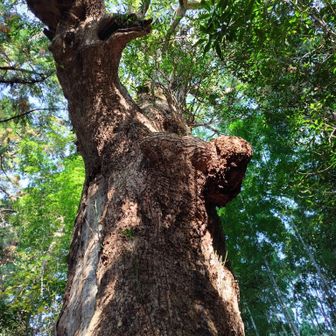 樹齢800年の楠🌲✨