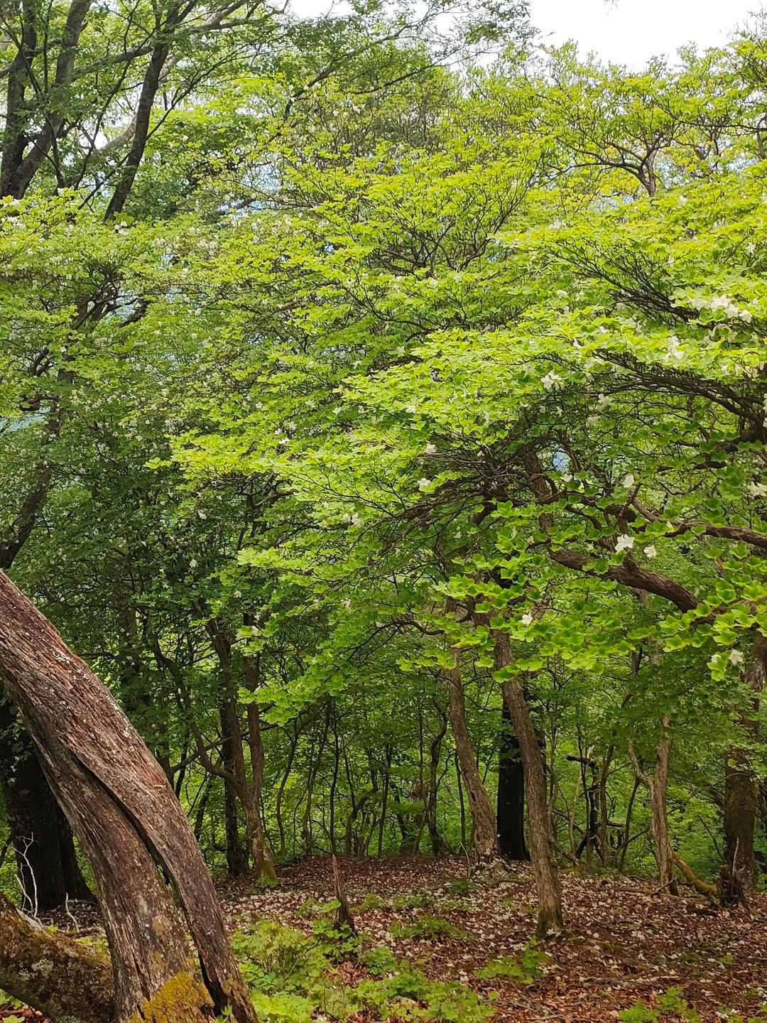 川乗橋バス停-笙ノ岩山-鳥屋戸八丁山-長尾山-蕎麦粒山-横 縦走コースの写真
