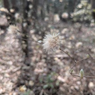 コウヤボウキも至るところに⋯。

桜咲き、ウグイスも賑やかになり、日本もアメリカも球春⚾️到来、もう一度大好きな野球を存分に観れるようになれば⋯

淡い期待を胸に、島を離れました。

ご覧いただきありがとうございます🙏