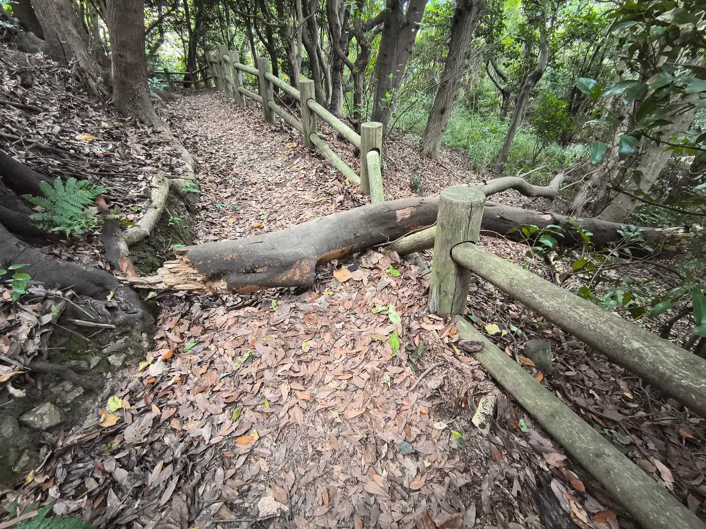 小文字山登山口-小文字山 周回コースの写真