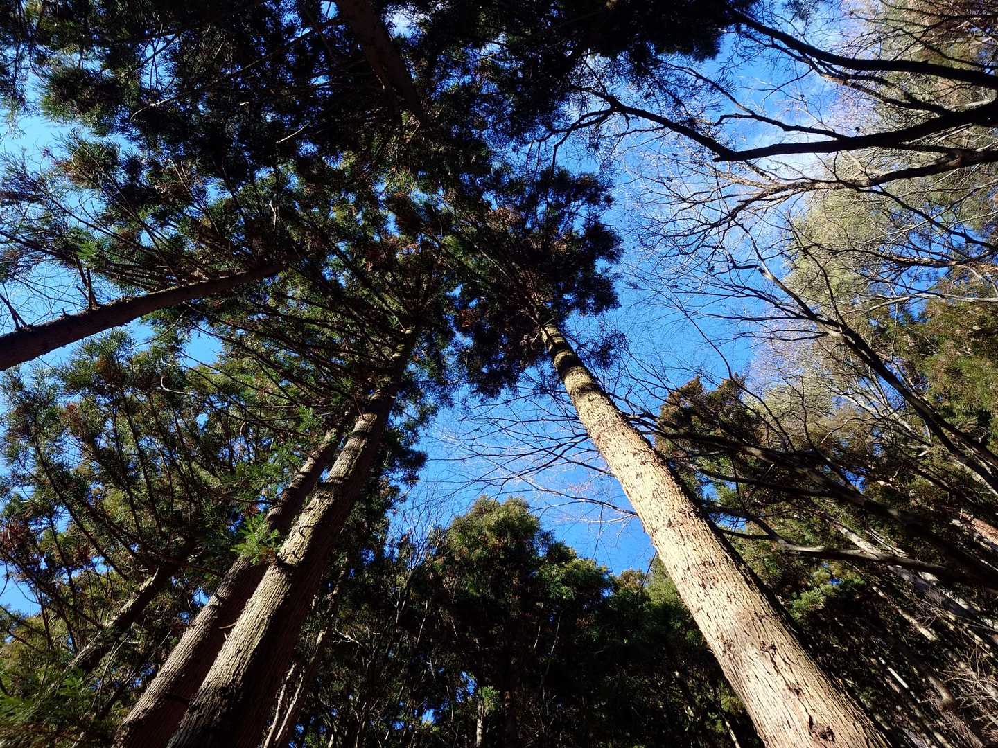 杉の合間から青空🔵