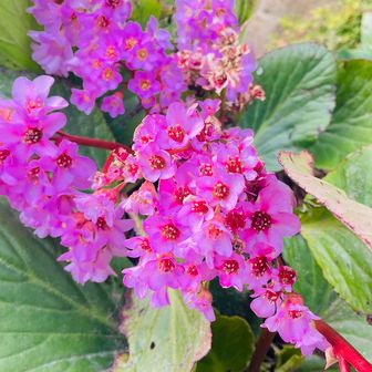 ヒマラヤユキノシタ

特徴: 大きな葉と、まだ寒い早春に咲くピンク色の花が特徴の常緑多年草です。﻿
原産地: ヒマラヤ山脈周辺（アフガニスタン、ネパール、パキスタン、チベットなど）の高山地域が原産です。﻿
開花時期: 日本では主に2月から4月頃に開花します。﻿
別名: ベルゲニア、オオイワウチワ、ウインターベゴニアなどの別名があります。﻿
耐寒性: 非常に耐寒性が強く、丈夫で育てやすい植物です。﻿