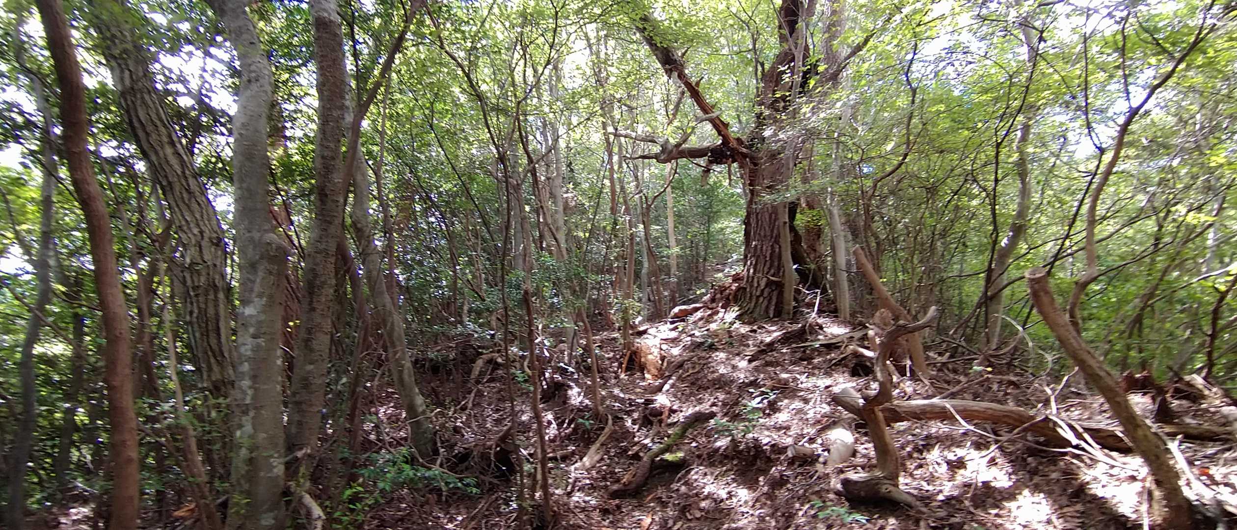 多くのアカマツが枯れて、枯れ枝が散乱してて登りにくい。おまけにクモ地獄でした🕷