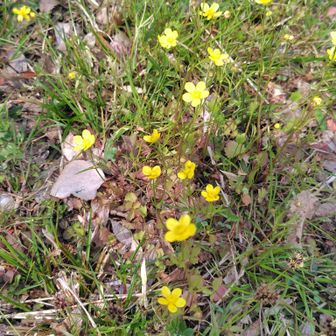 同じ黄色でも花びらが小さい。　違う花か小さい花びらなだけか、わからん。　ウマノアシガタ？