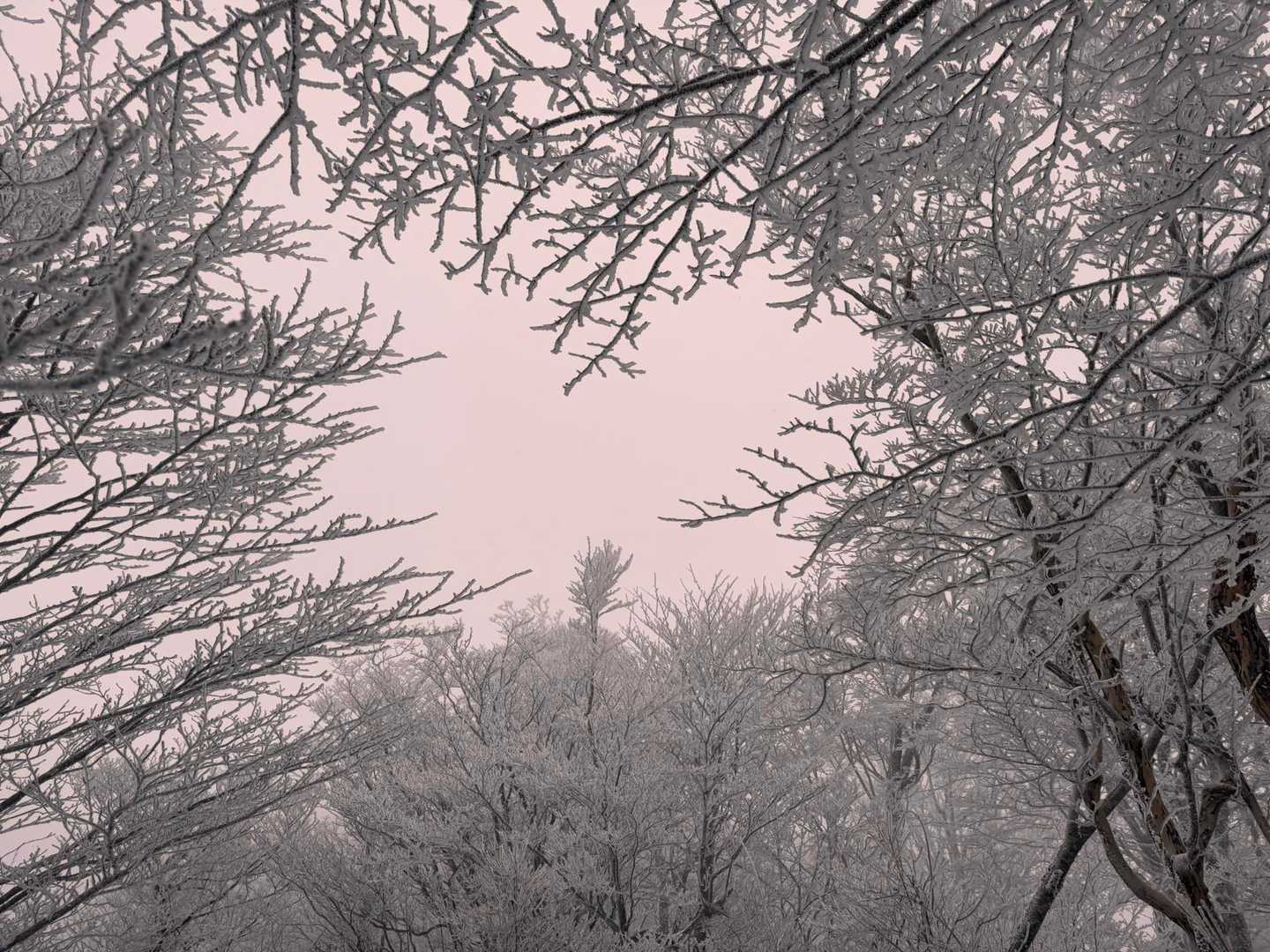 霧氷