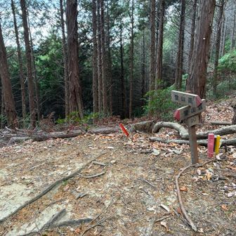 この真ん中正面が背戸山に続く道なのですが、看板が行かせようとしてない。しかも、伐採の丸太が無造作に倒れていて、山道がわからなくなっています。