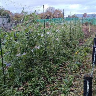 大量のえんどう、すごいです