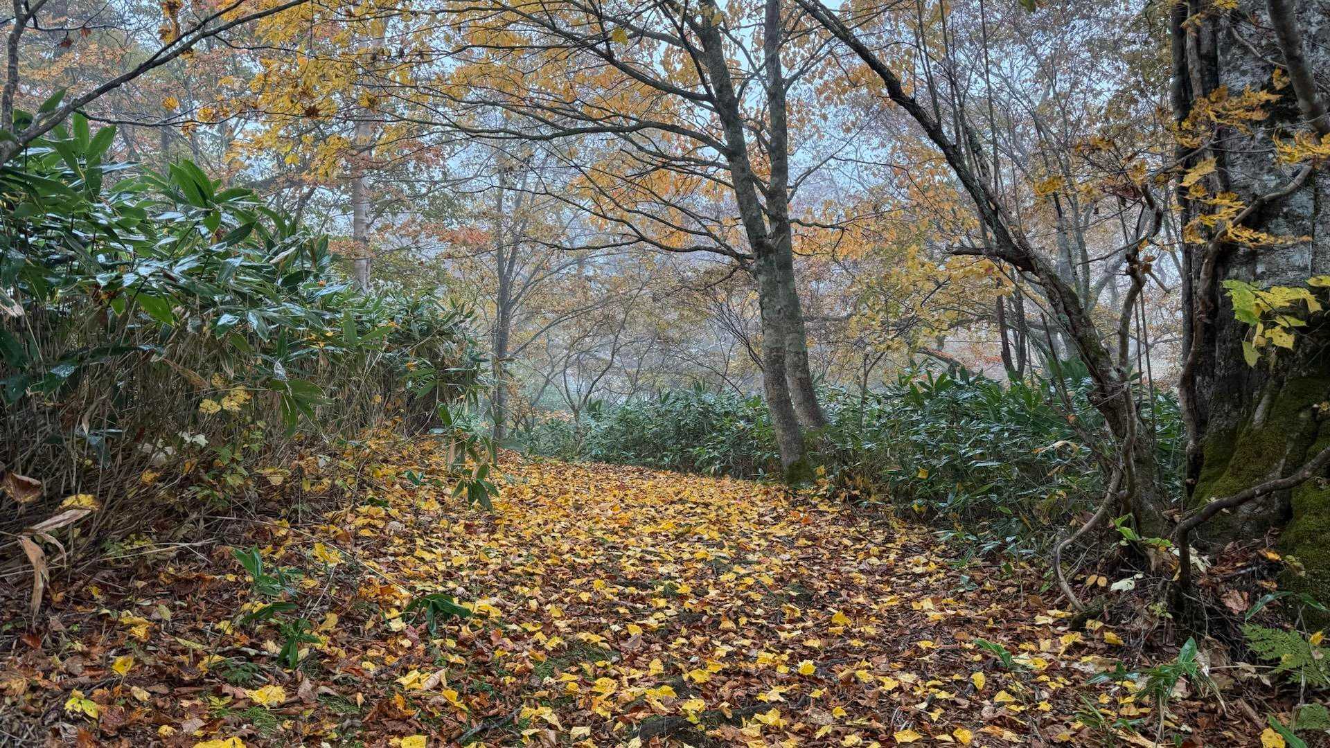 地蔵峠-地蔵山-堂岩山-猟師の頭-白砂山 往復コースの写真