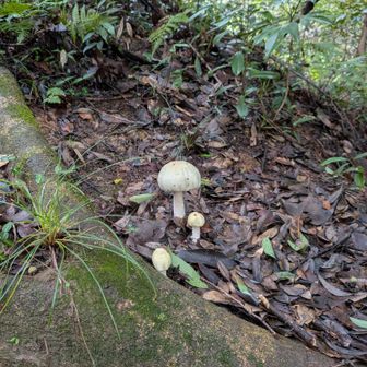 まるまると太った🍄‍🟫🤤
今年大量発生しているオオシロカラカサタケらしい。毒きのこ💀なんだって。