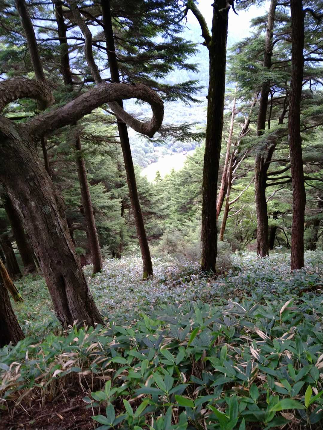 湯元温泉バス停-前白根山-日光白根山 往復コースの写真