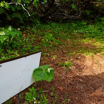 ⛺️撤収
🪧看板とエンレイソウ