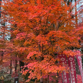 紅葉🧡
実は1枚前と同じ写真です。加工して色味を変えています😅ハヤテがスマホの機能で遊びました😆現実を変えてしまうスマホの機能に恐ろしさを覚えます…