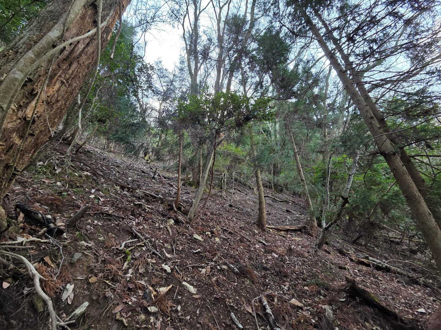 水越山登山道入口-水越山 往復コースの写真