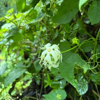 キカラスウリだって
花びらのレースが可愛い🩷