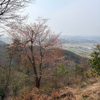 景色に山桜🌸を添えて