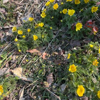 福寿草は満開
キクザキイチゲはまだ？