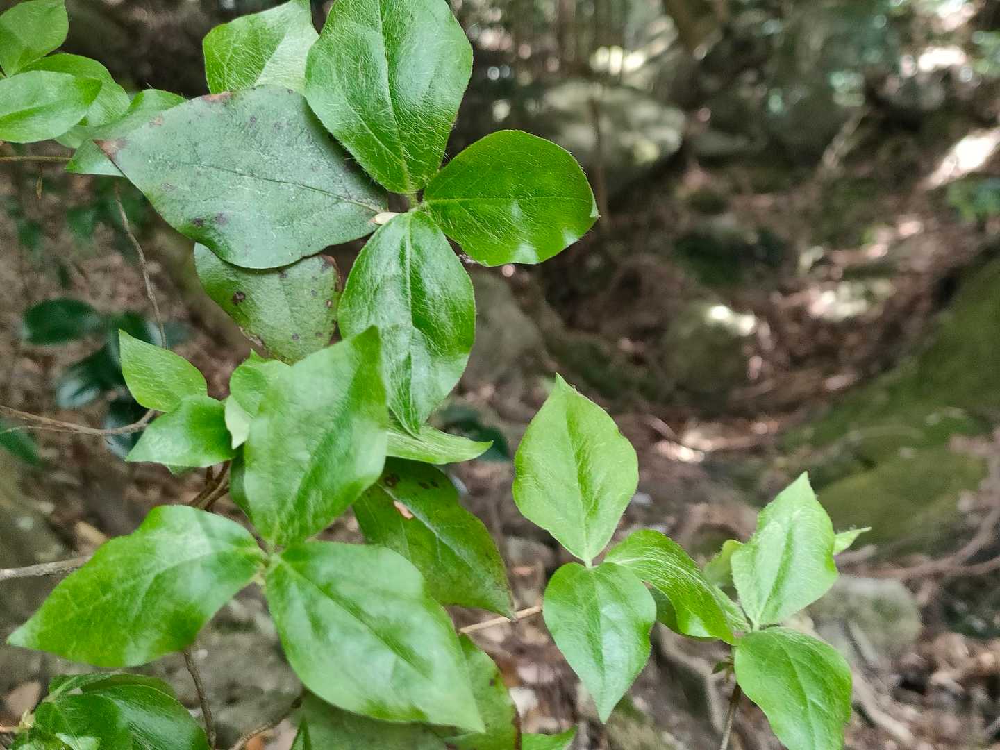 葉っぱ