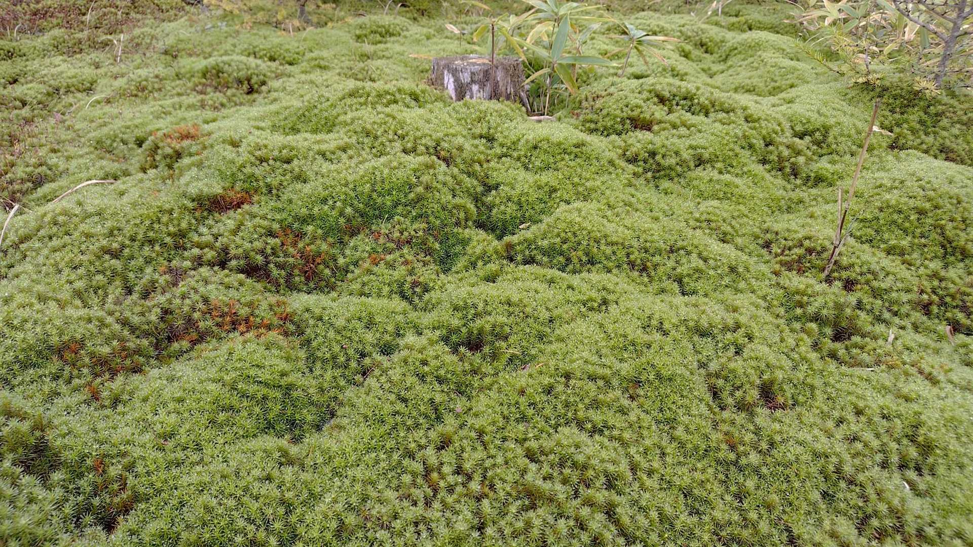 苔が雨に濡れて生き生きしてる。