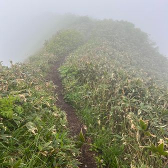 さあ、下山開始👍

笹の露であっという間に靴は濡れ濡れ