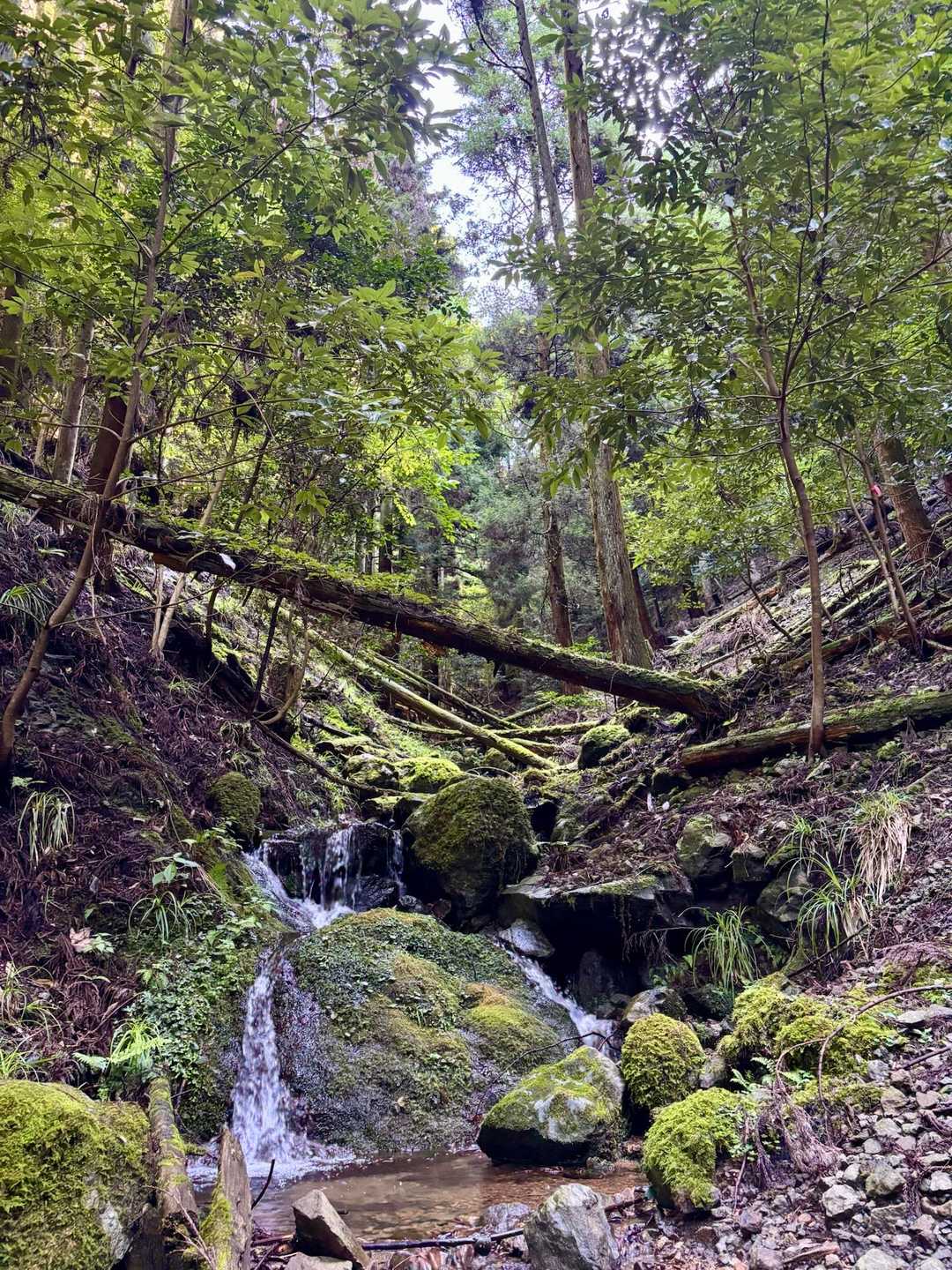 倒木すら山の魅力