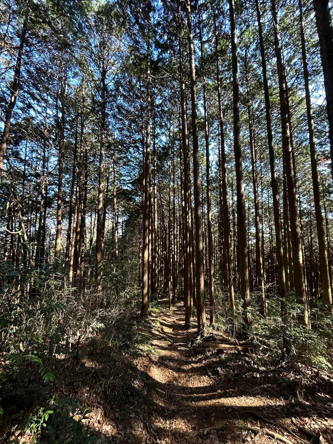 岩瀬駅-御嶽山-雨引山-燕山-加波山-一本杉峠-足尾山-き 縦走コースの写真