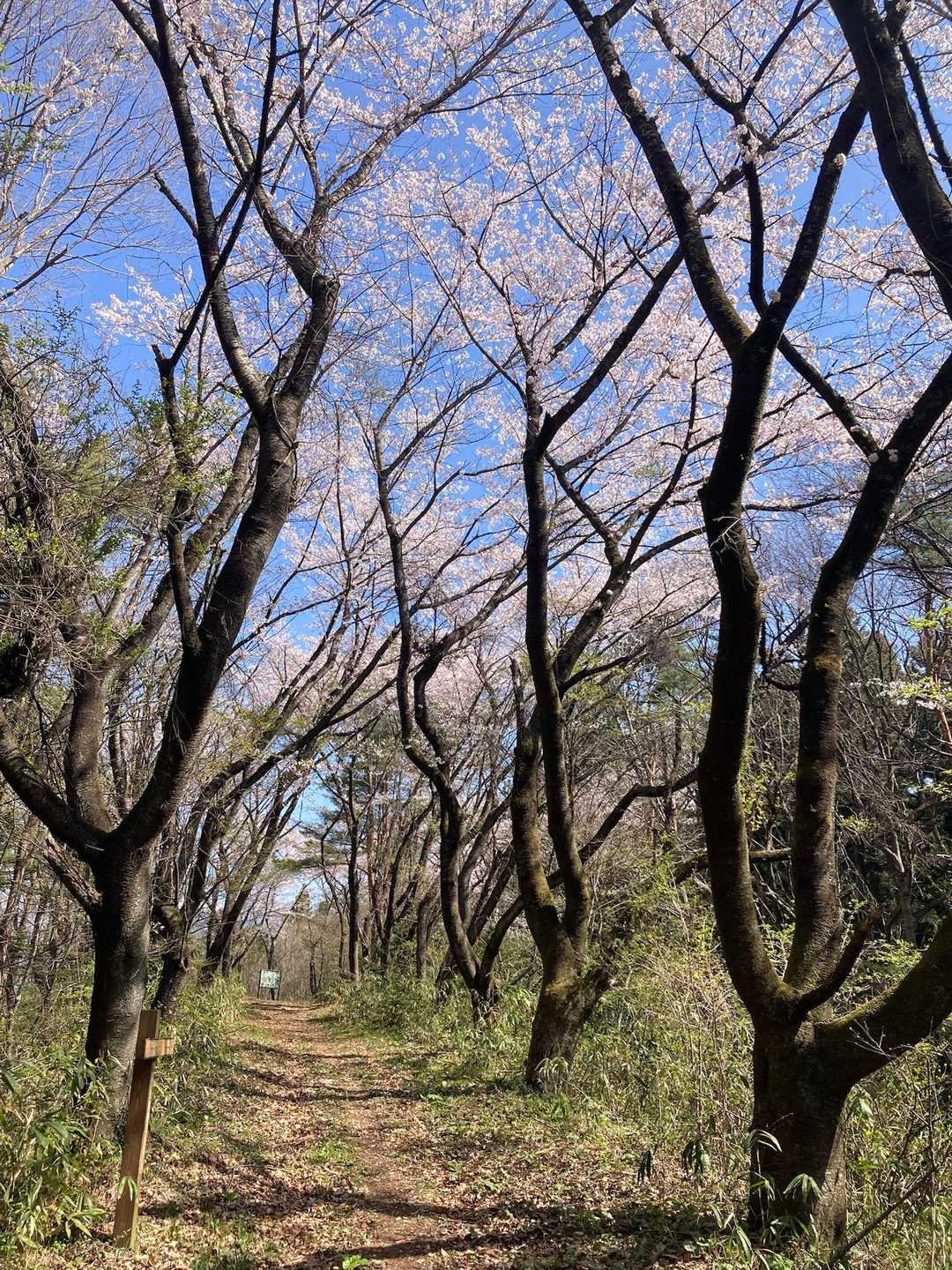 桜〰️🌸