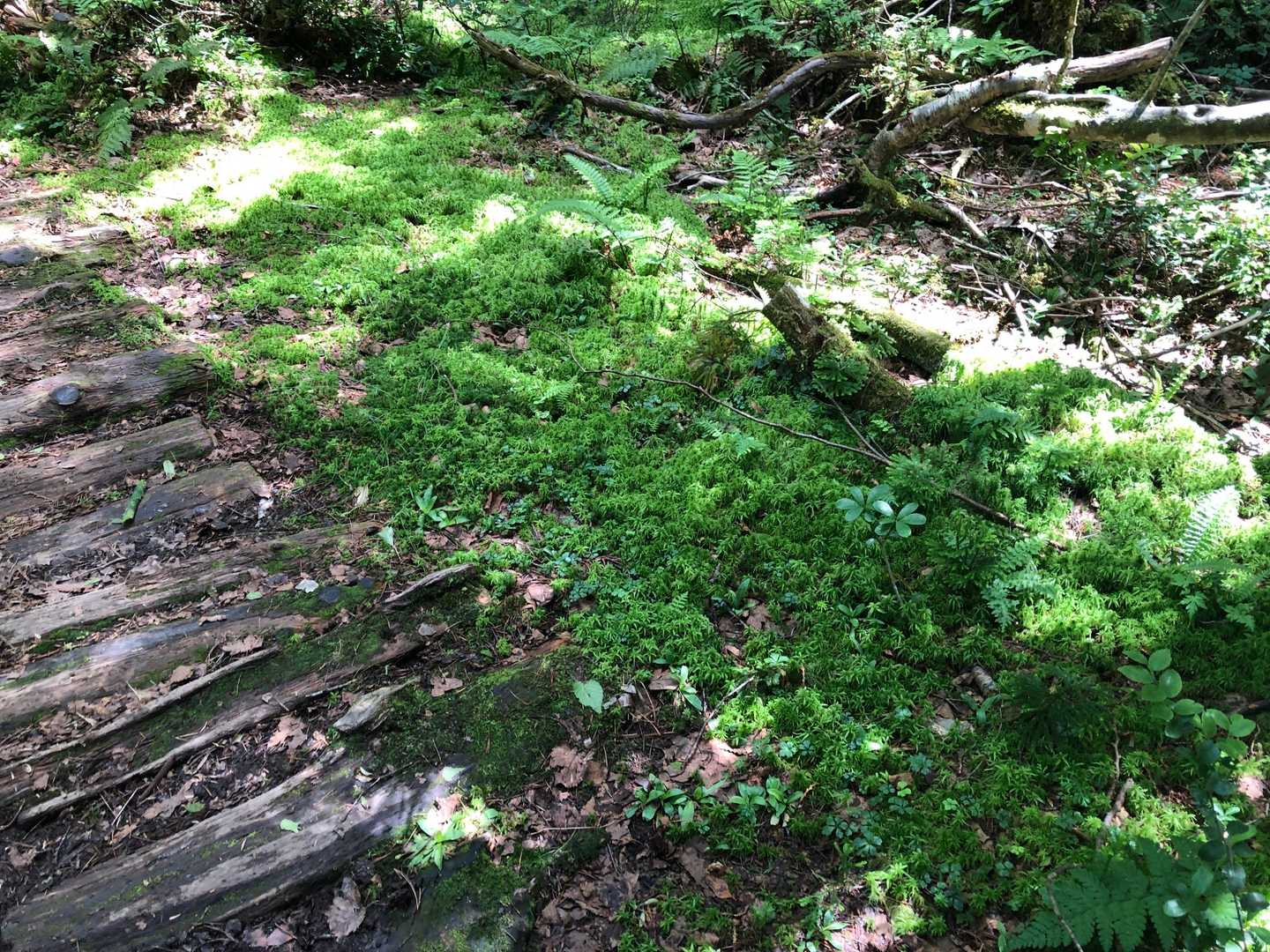 苔がキレイな散歩道🌿