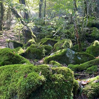 コケ石だらけと、地図に載っているような場所もある