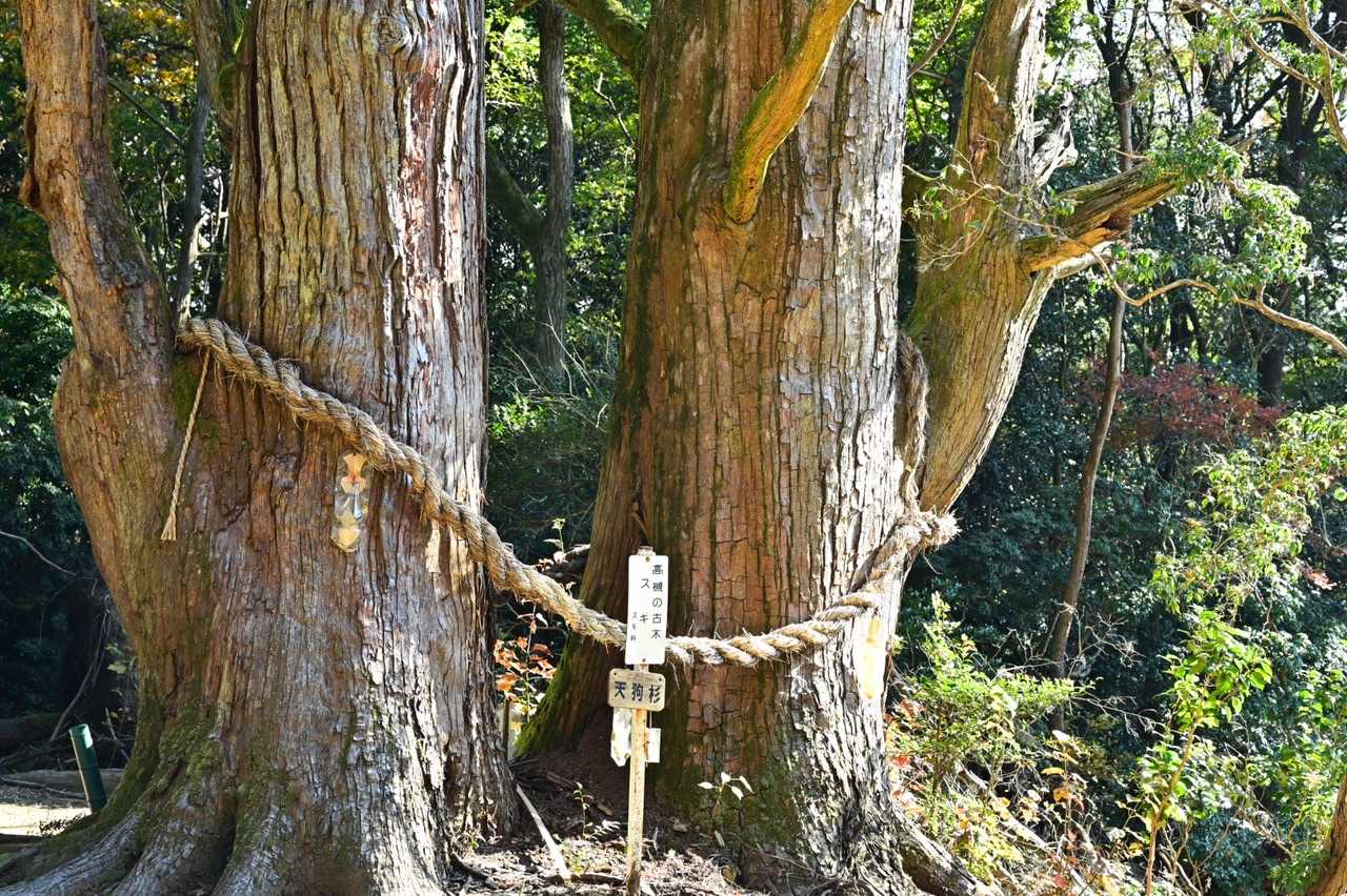 天狗杉の由来は？👀