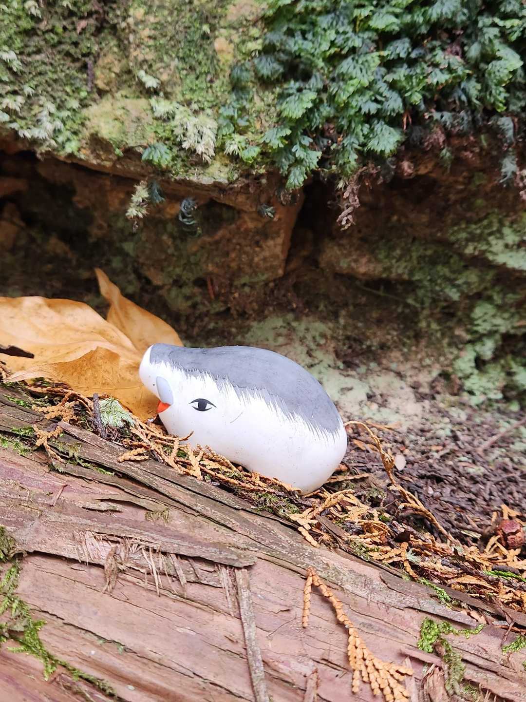 登りでは気づかなかったイノシシくん🐗がちょこんと