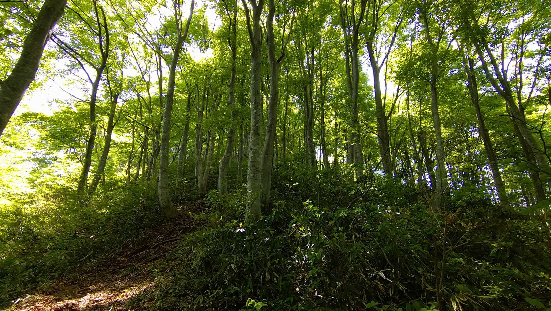 新緑🌿癒やされます❣