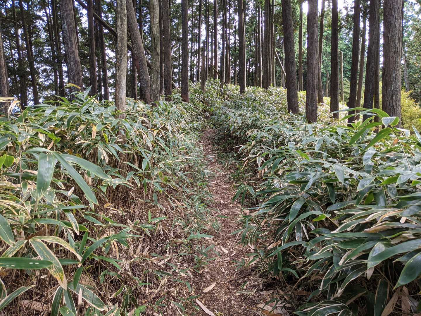 経ヶ塚からはササの道を歩きます。最高です!