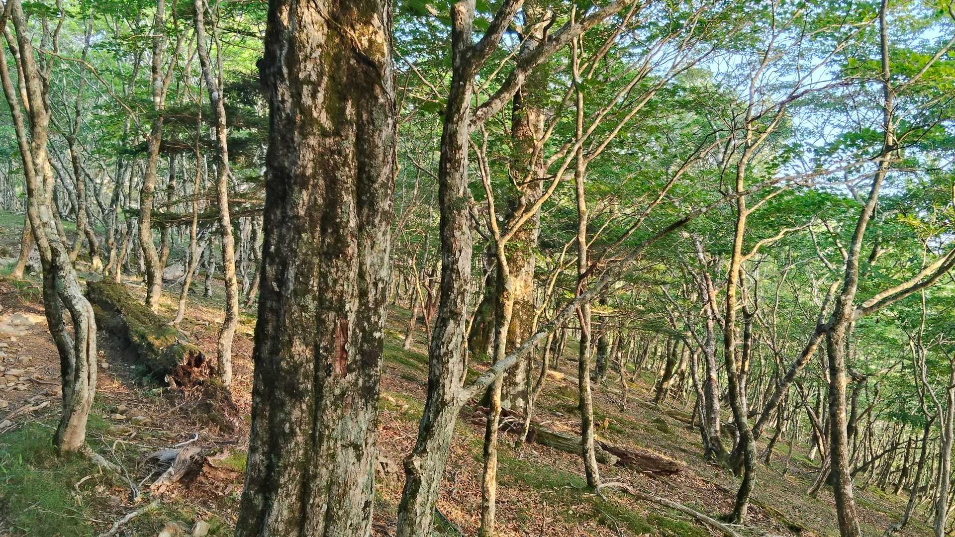 奥駈に合流、ここは日が当たり小鳥の囀りを聞きながら歩く🚶‍♂️
これならいつまでも歩いてたいなぁ🐦️