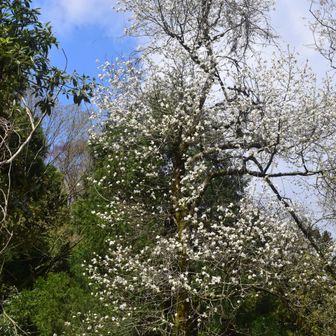 こぶしでしょうか