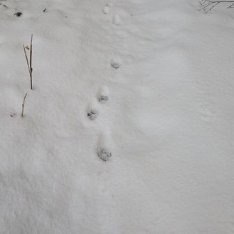 キツネがタヌキの 🐾