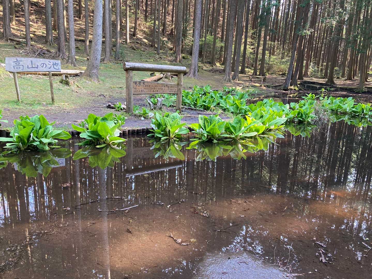 も一度、高山の池