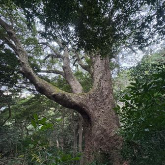 大クスにも　年末のご挨拶。