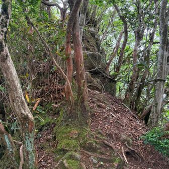 登りが続き