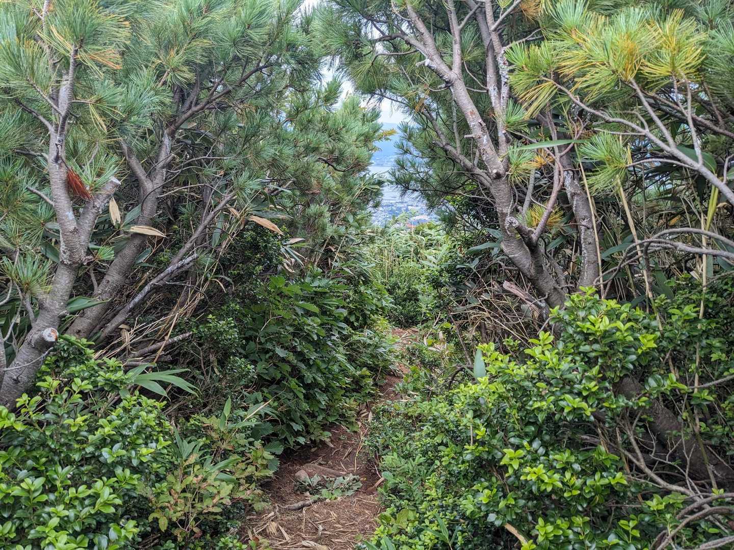 岩内岳から下山