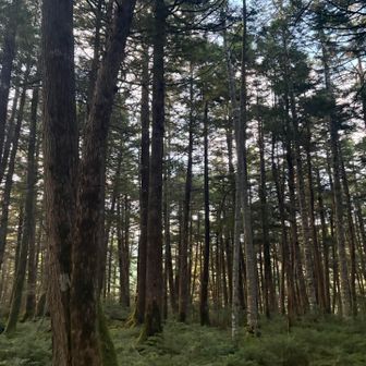 いつも冬⛄️に来ていたので、グリーンの苔いっぱいの森🌳を見るのははじめて。