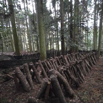 ホダ場⁉️
https://shiitake-himeno.co.jp/method