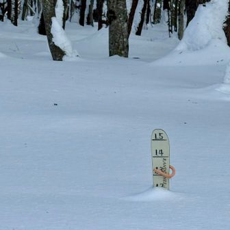 思っていたより、雪多し