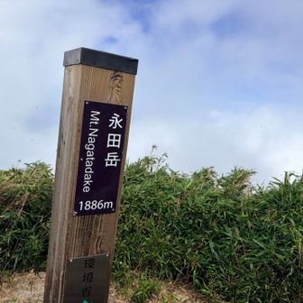永田岳、🐜と🪰が多くて、上空にはスズメバチが飛んでおり、虫嫌いな私はすぐ下山開始