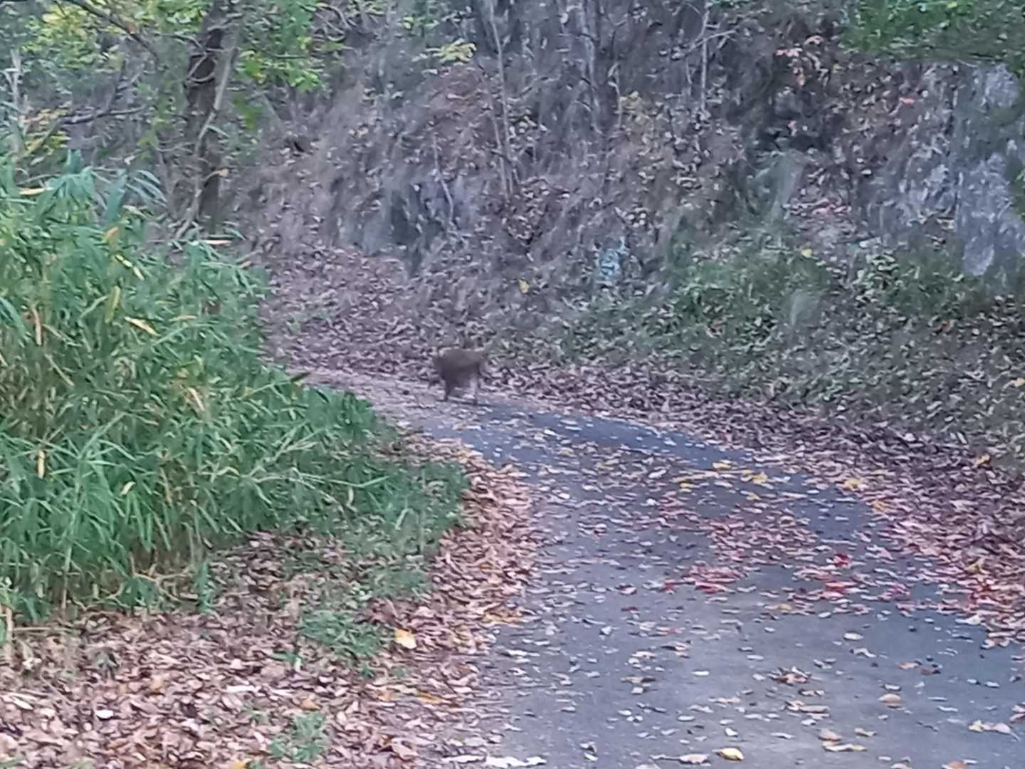 ある意味
🐗と山山歩🚶‍♂️💦