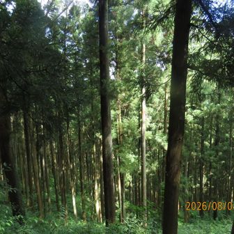 階段から杉林を振り返ります。