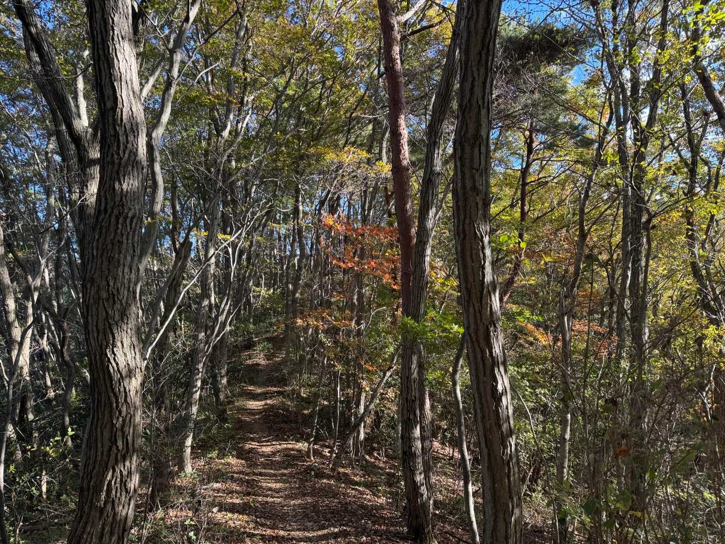大川戸登山口-三登谷山-雨巻山 周回コースの写真