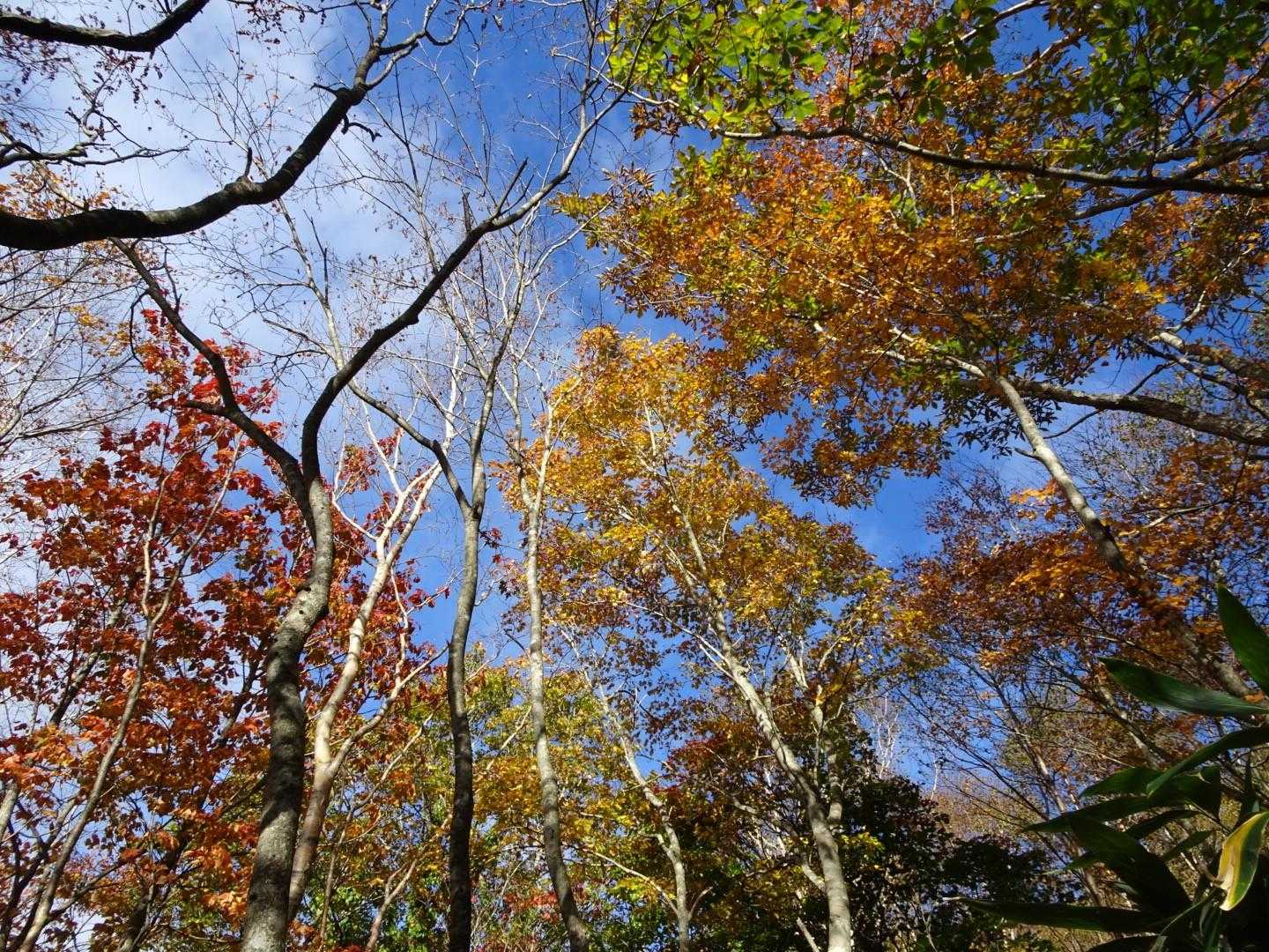 峠の茶屋登山口-朝日の肩-朝日岳-1900m峰-三本槍岳- 周回コースの写真