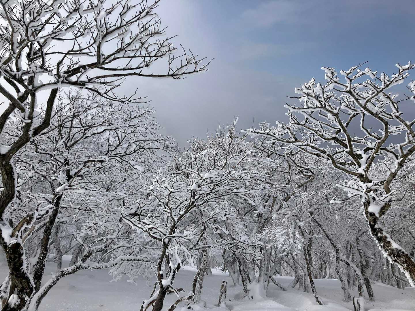 今畑登山口-笹峠-霊仙山最高点 往復コースの写真