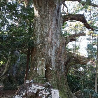 立派な雷杉が
歴史を感じます。