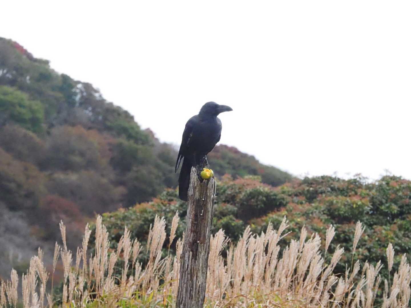 🍊と🐦‍⬛